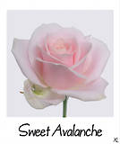 Sweet Avalanche+